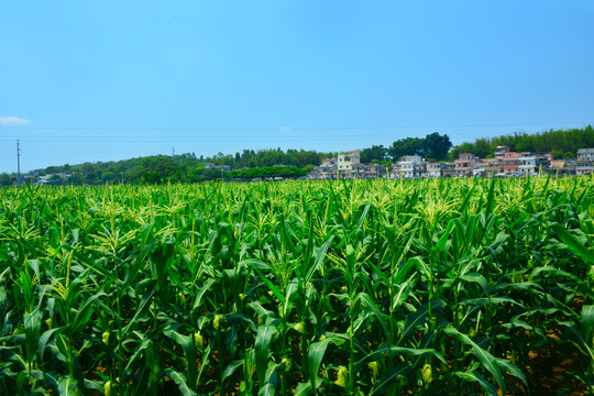 玉米乡村