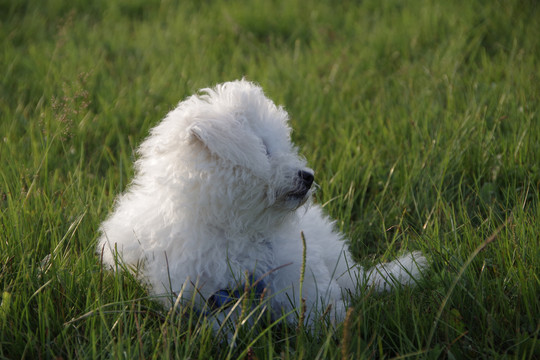 贵宾犬贵妇犬