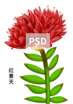 手繪紅景天