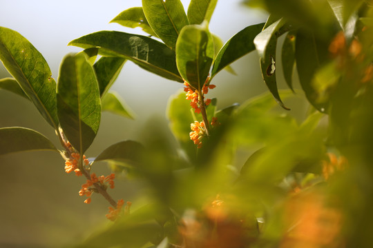 桂花