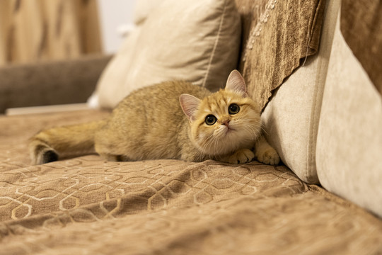 室内一只可爱的金渐层宠物猫
