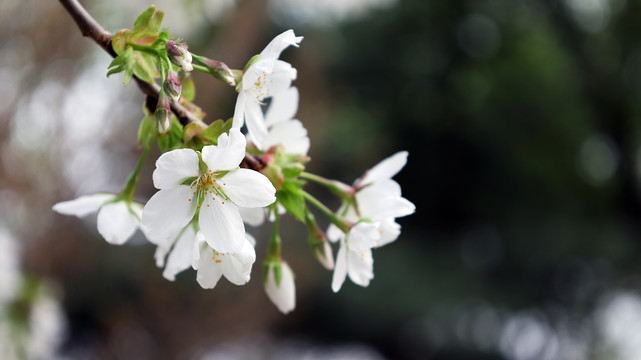 樱花