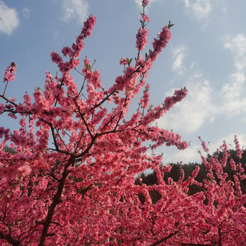 桃花