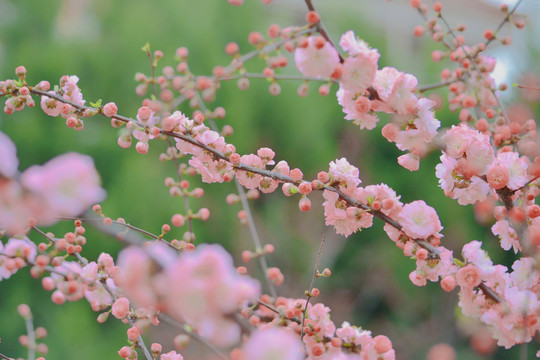 樱花绽放