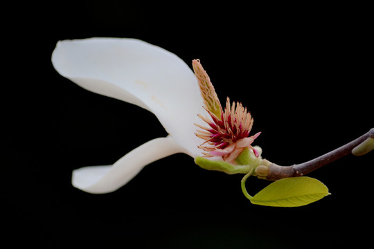 玉兰花