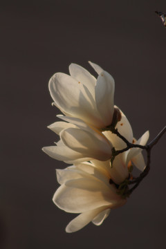 清明节春天盛开的白玉兰花