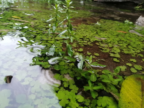 水草