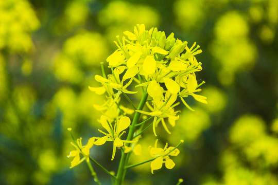 油菜花