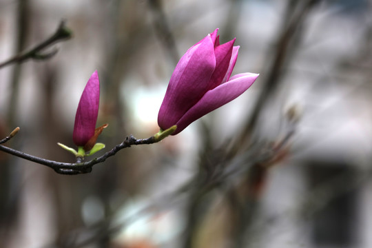 玉兰花