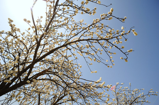 樱花仰拍