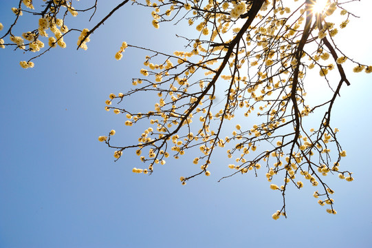 仰拍樱花