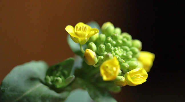 油菜花