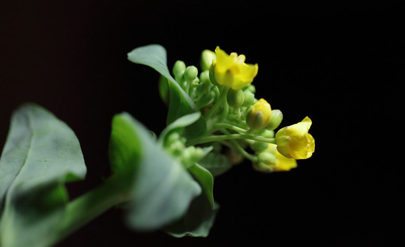 油菜花特写