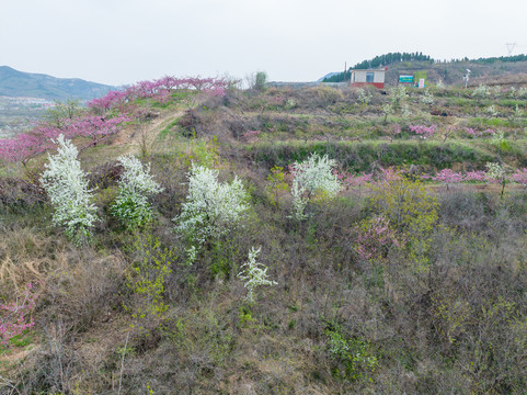 航拍济南锦绣川的桃花