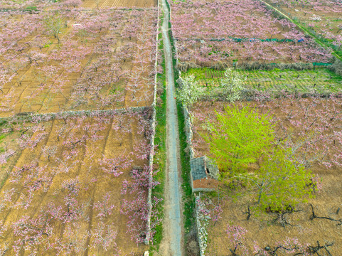 航拍濟南仲宮東泉盧村萬畝桃花