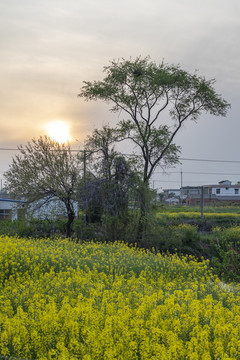 绿树油菜花