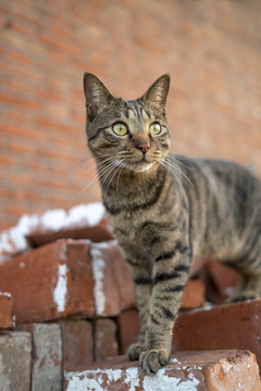 户外狸花猫特写