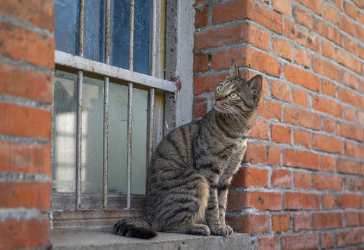 户外狸花猫