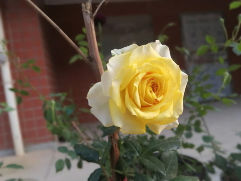 黄月季黄玫瑰