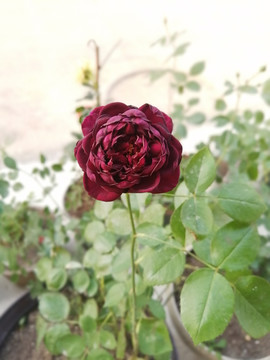 黑玫瑰月季