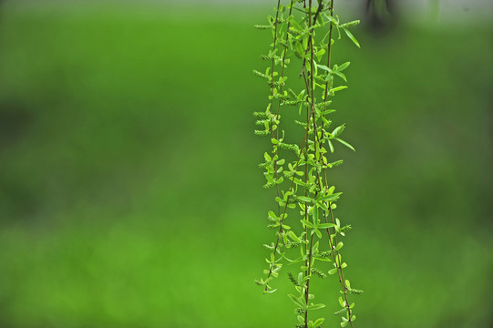 垂柳条柳枝