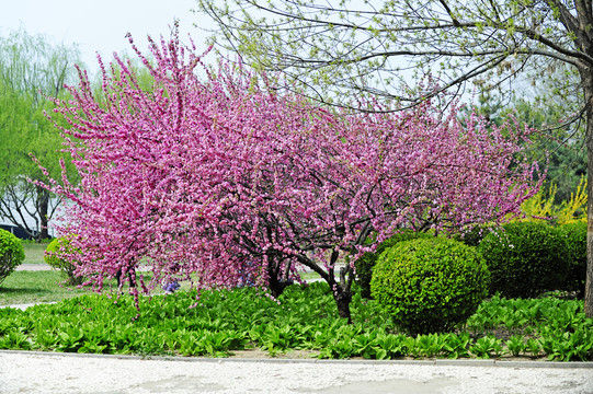 桃花桃树公园绿化