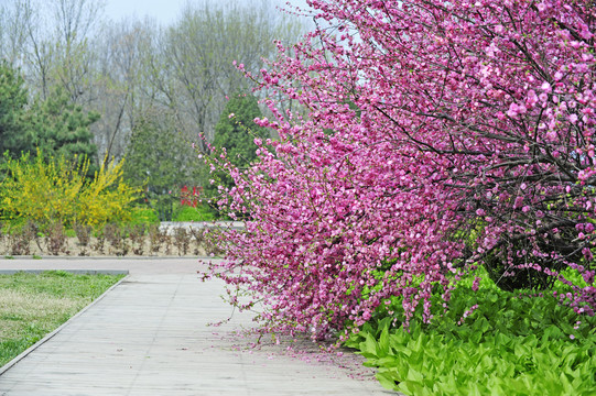 桃树桃花公园小路