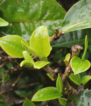 茶芽