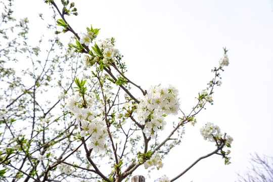 苹果花