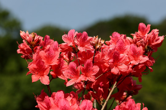 花杜鹃