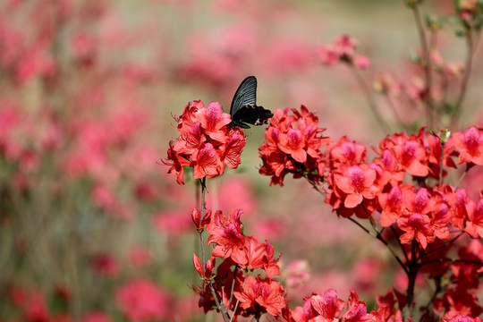 花杜鹃