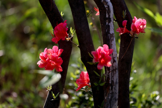 花杜鹃