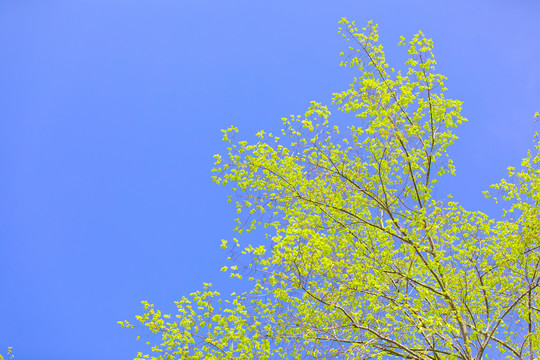 仰望树枝蓝天白云