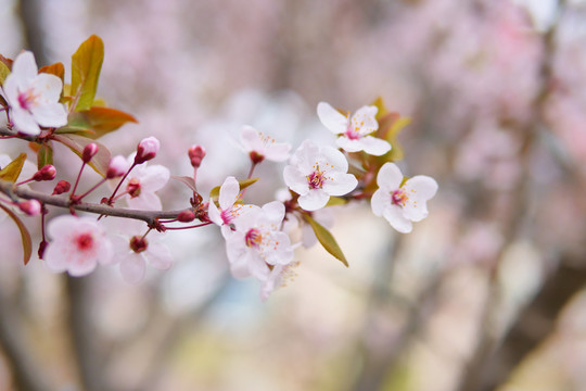 春天樱花