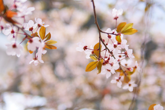 樱花特写