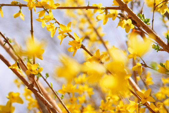 春天花枝花瓣