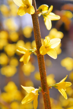 春天黄色迎春花