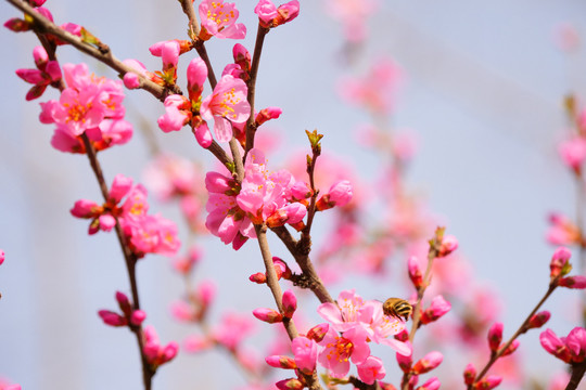 桃花花瓣