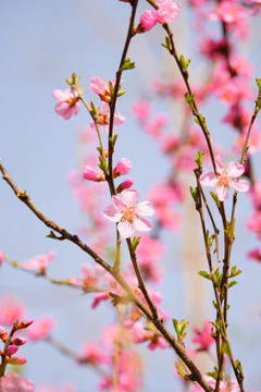 桃花花开