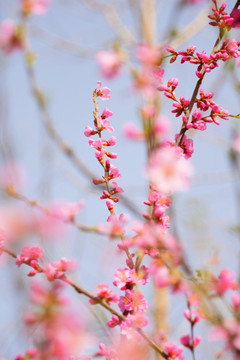 桃花花朵