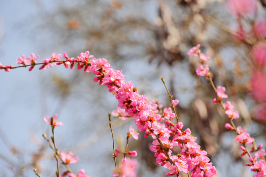 桃花