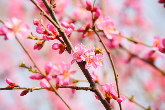 粉色桃花