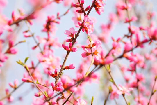 浪漫桃花