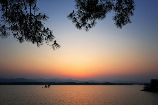 松枝前景湖上落日