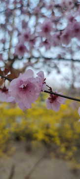 樱花季