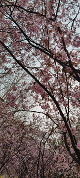 樱花季