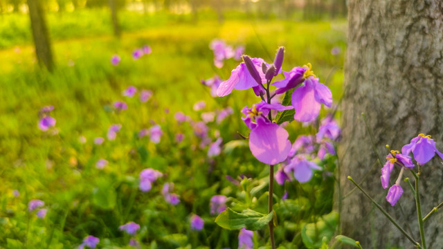 夕阳野花