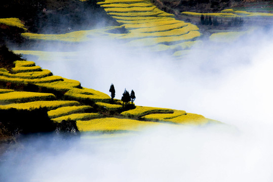 油菜花