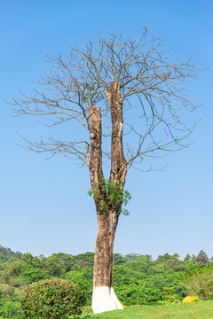 番禺大夫山森林公园种植的老树