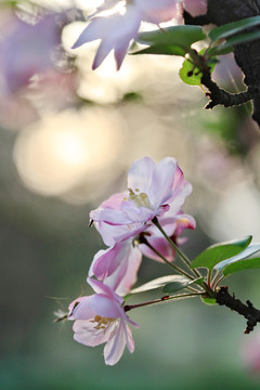 海棠花